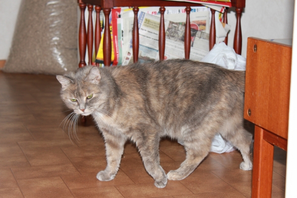 Blandat_049.JPG