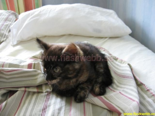 Wilma
