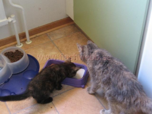 Phillipa and Wilma
