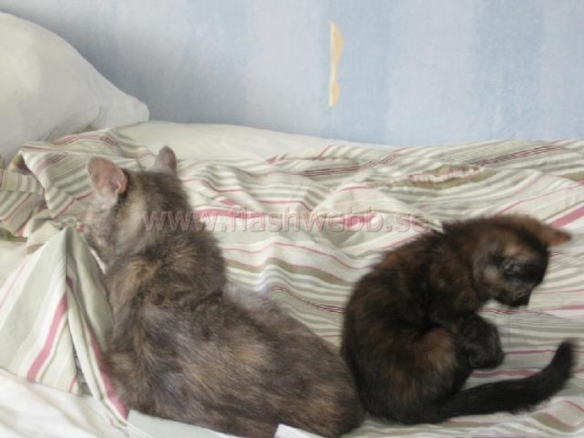 Phillipa and Wilma
