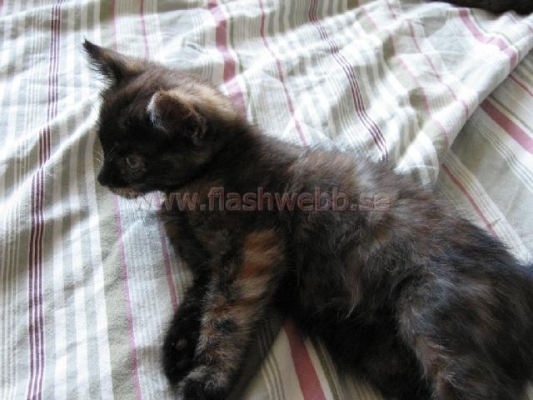 Wilma
