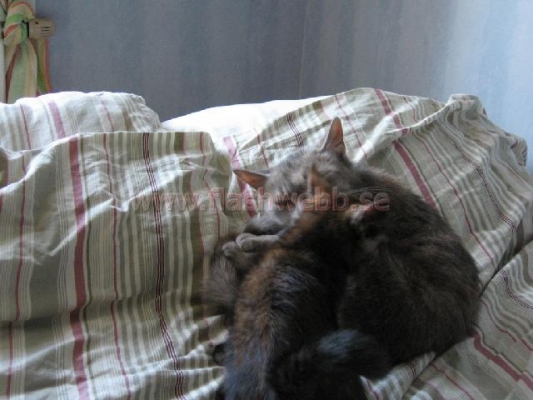 Phillipa and Wilma

