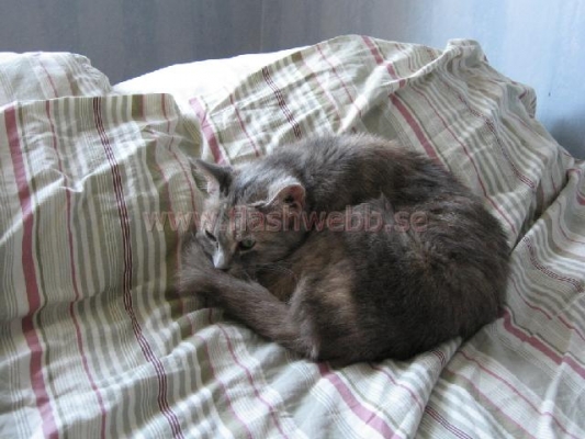 Phillipa
