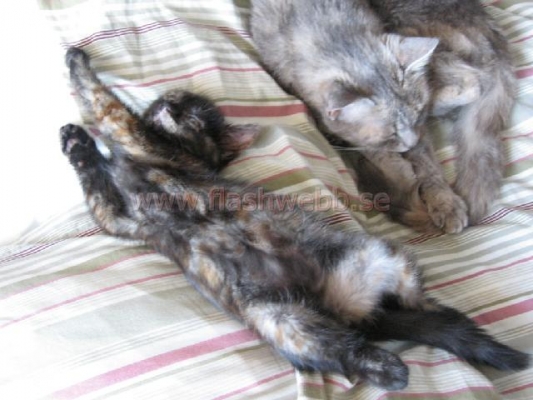 Phillipa and Wilma

