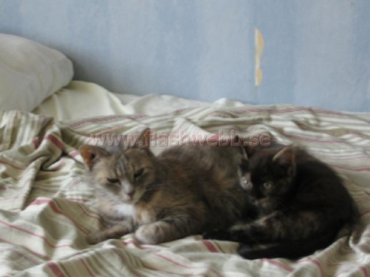 Phillipa and Wilma
