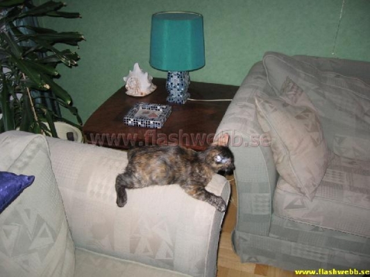 Wilma
