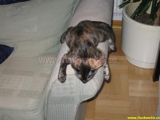 Wilma
