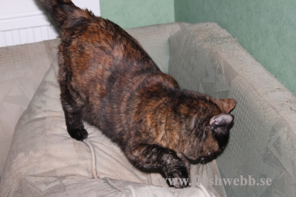 Wilma
