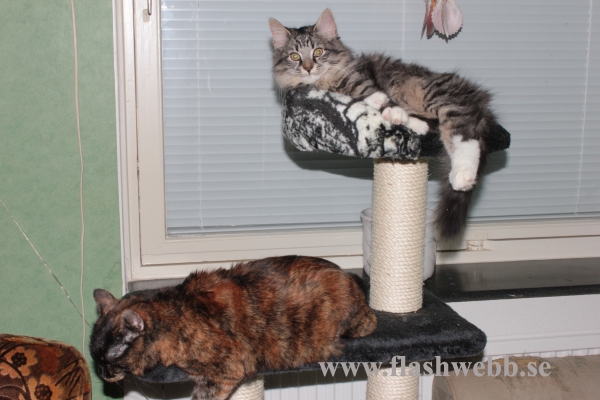 Wilma and Wilmer
