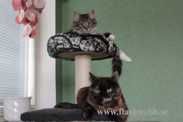 Wilma and Wilmer
