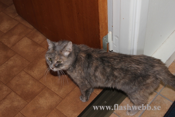 Phillipa died 20110913

