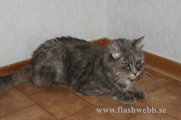 Phillipa died 20110913
