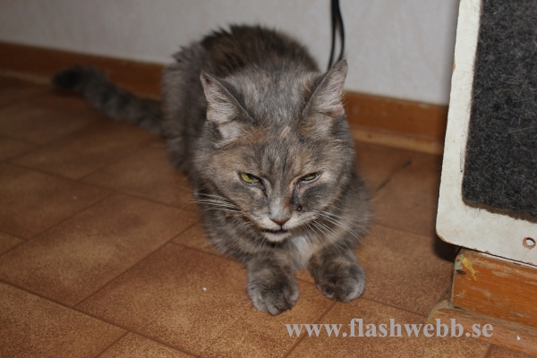 Phillipa died 20110913
