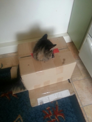 Wilmer
Wilmer been bad cat today....
