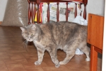 Blandat_049.JPG