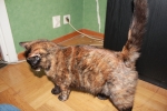 Blandat_050.JPG