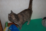 Blandat_051.JPG