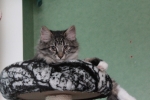 Katterna-120125_006.JPG