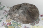 PICT2434.jpg