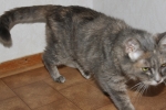Filename=Phillipa_003.JPG
Filesize=1800KiB
Dimensions=2048x1365
Date added=Sep 13, 2011 Phillipa_003.JPG