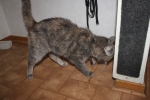 Filename=Phillipa_004.JPG
Filesize=1943KiB
Dimensions=2048x1365
Date added=Sep 13, 2011 Phillipa_004.JPG