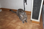 Filename=Phillipa_005.JPG
Filesize=1755KiB
Dimensions=2048x1365
Date added=Sep 13, 2011 Phillipa_005.JPG