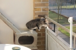 Wilma_och_Wilmer_001.JPG