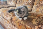 Wilma_och_Wilmer_005.JPG