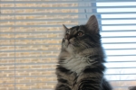 Wilma_och_Wilmer_009.JPG