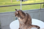 katterna_001.JPG