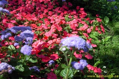 PICT3619.jpg