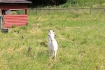 Blandat_005.JPG