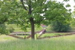 Blandat_015.JPG