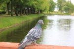 Blandat_022.JPG