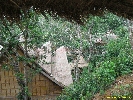IMG_3215.jpg