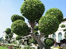 IMG_0983.jpg