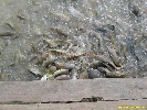 IMG_1287.jpg