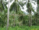 IMG_1336.jpg