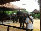 IMG_2259.jpg