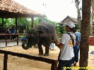 IMG_2260.jpg