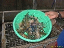 IMG_1936.jpg