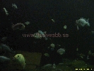 IMG_1737.jpg