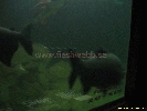 IMG_1739.jpg
