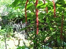 IMG_1133.jpg