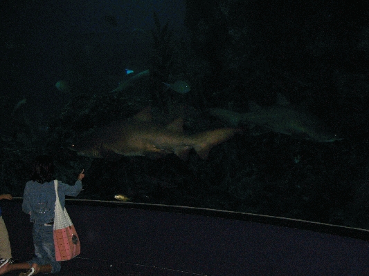 IMG_3727.JPG