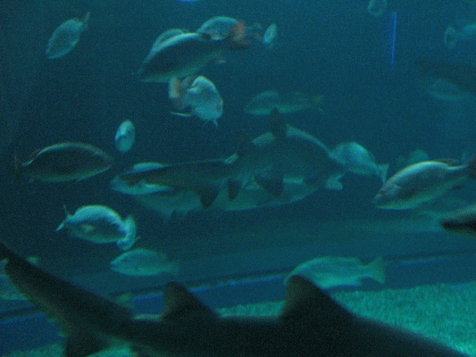 IMG_3736.JPG