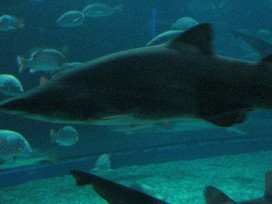 IMG_3737.JPG