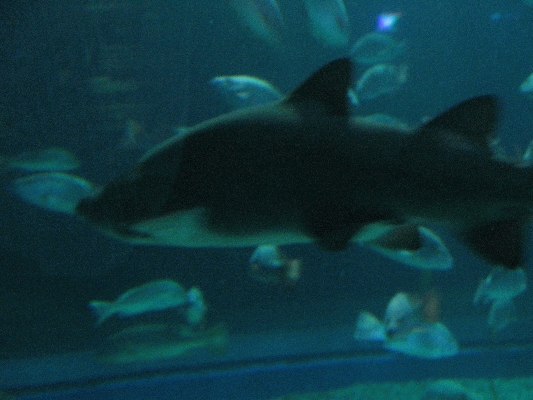 IMG_3738.JPG