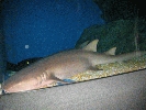 IMG_3717.JPG