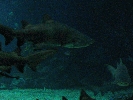 IMG_3730.JPG